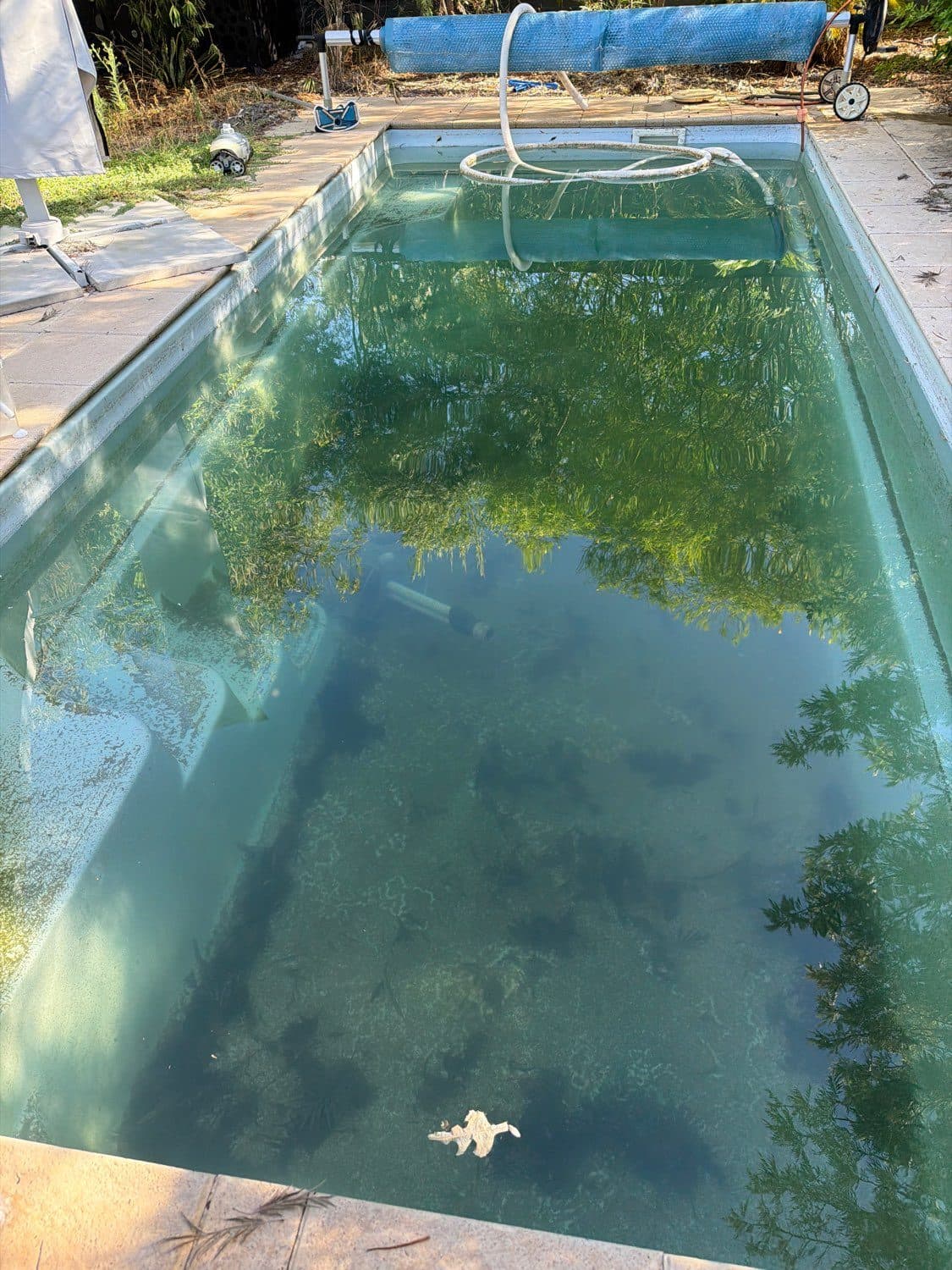 A green, algae-affected pool before treatment
